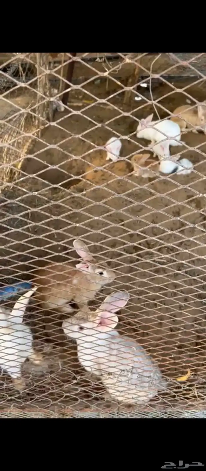 أرانب بصحة جيدة وفي منها نوع مختلف وشعرها كثير 3