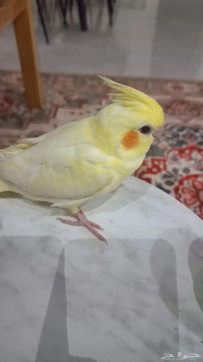 كروان أليف للبيع 6