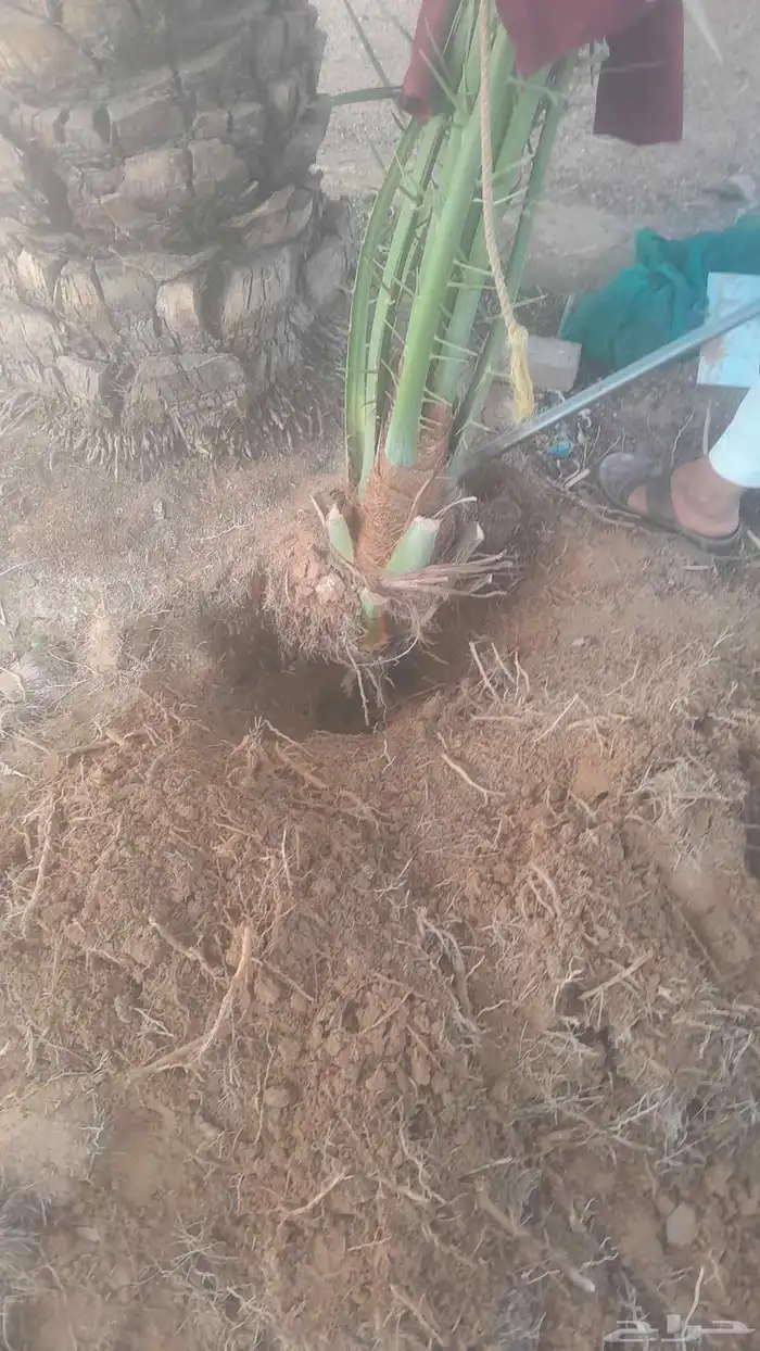 يوجد جميع انواع النخيل 2