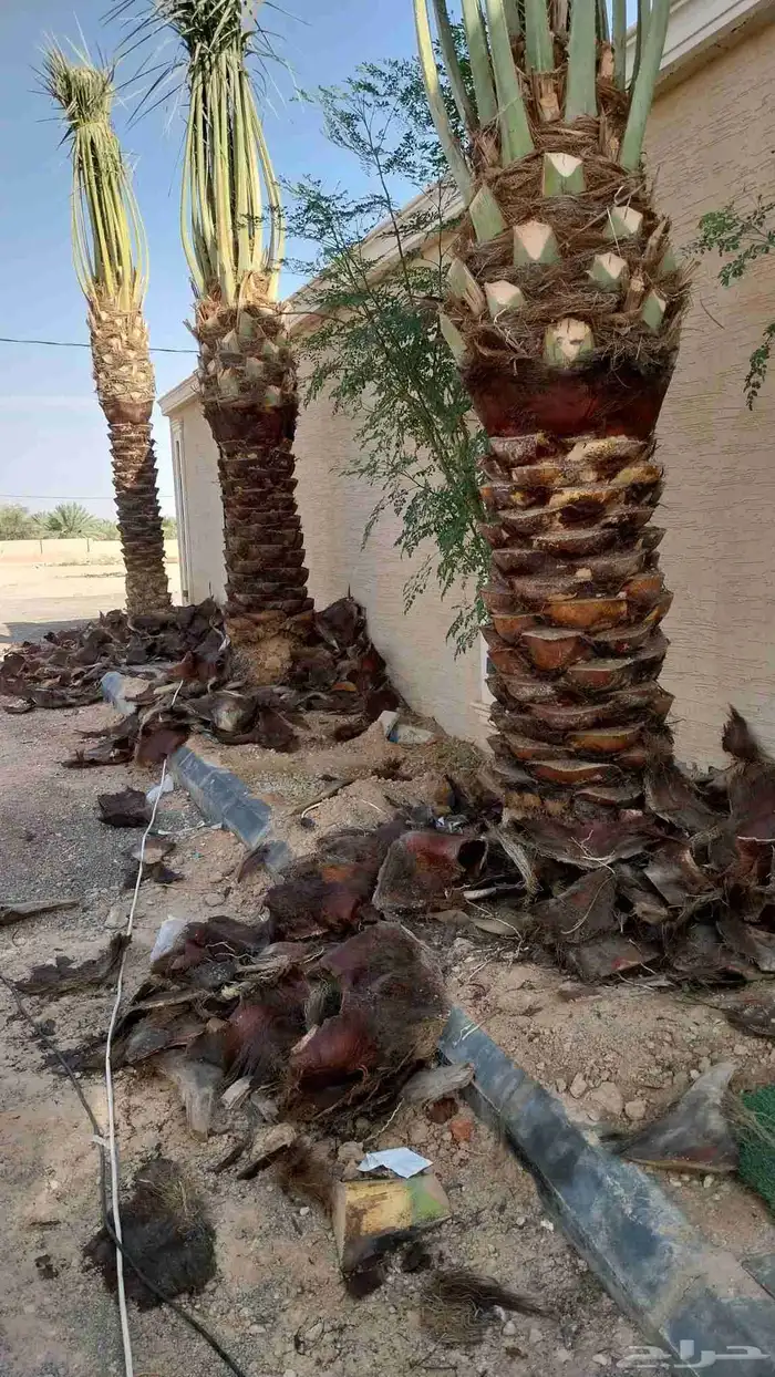تكريب الماشنطن ونخل العربي 2