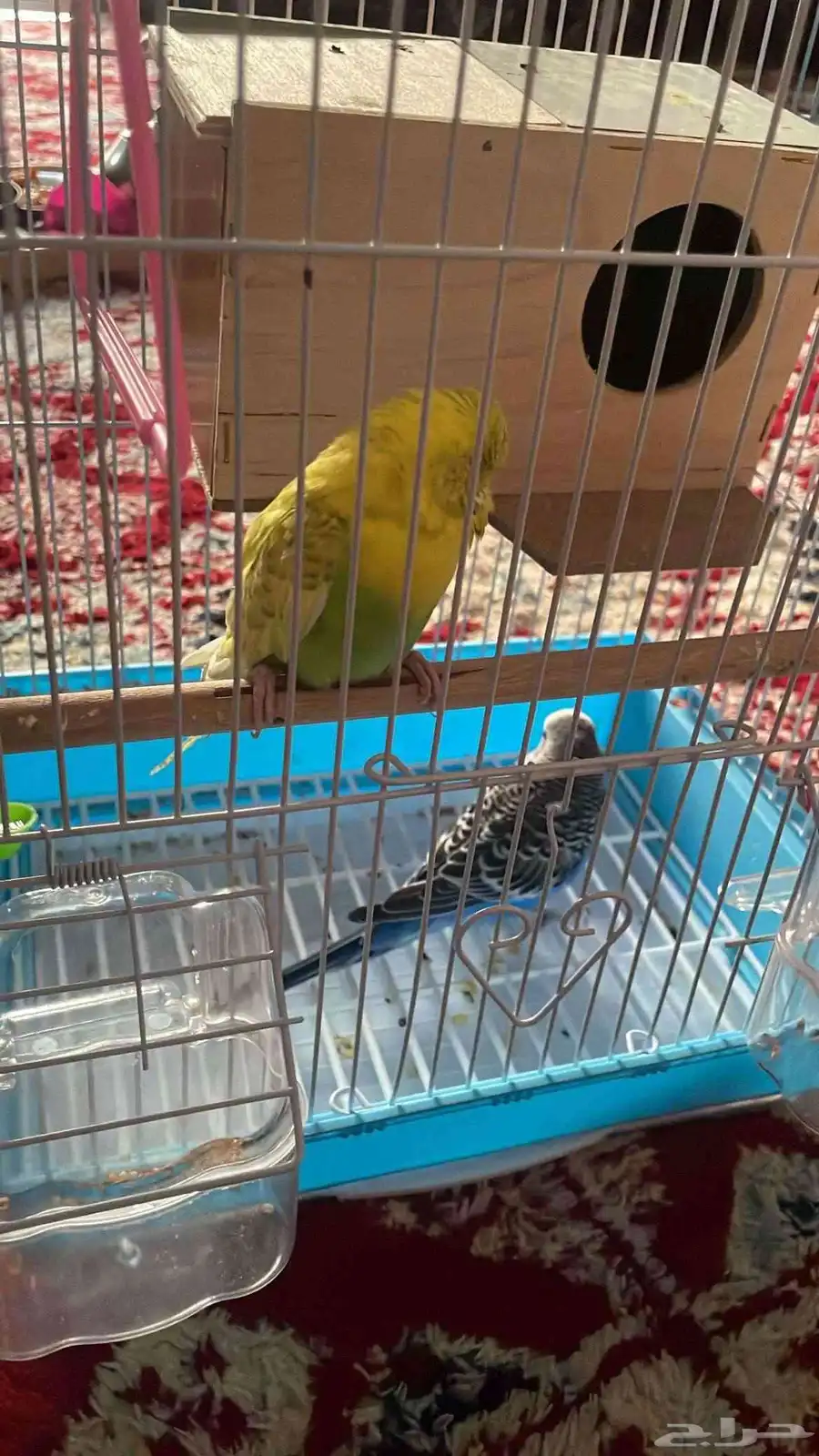 طيور الحب للبيع 0