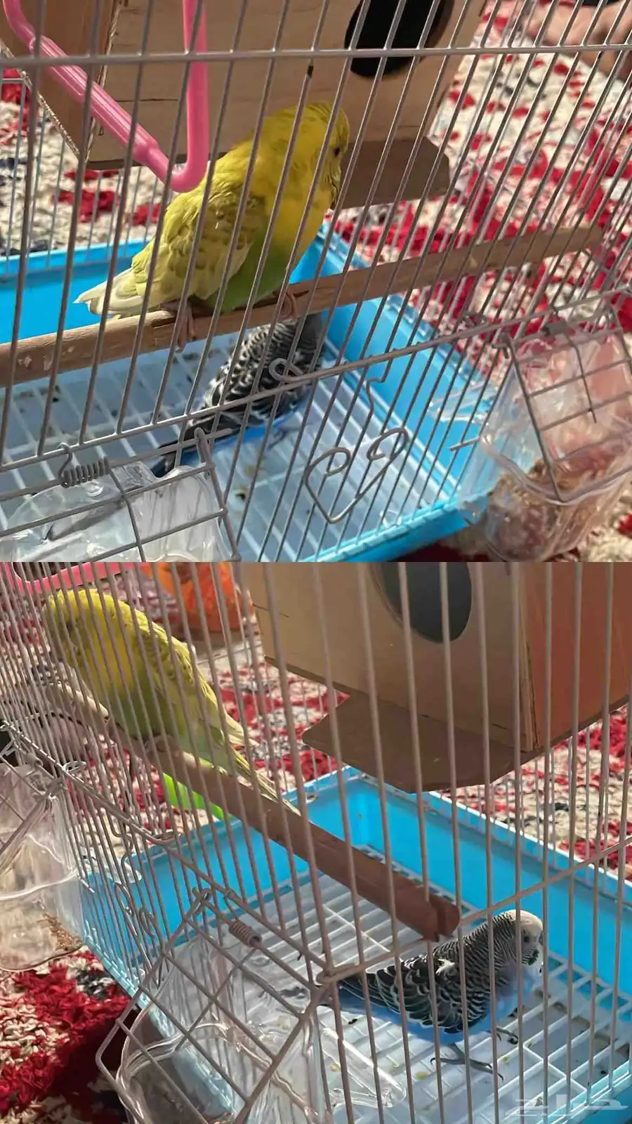 طيور الحب للبيع 2
