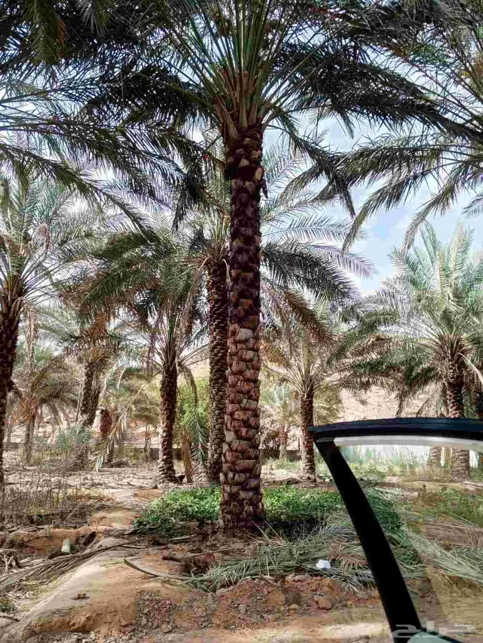 قلع واركز جميع انواع النخيل والأشجار 2