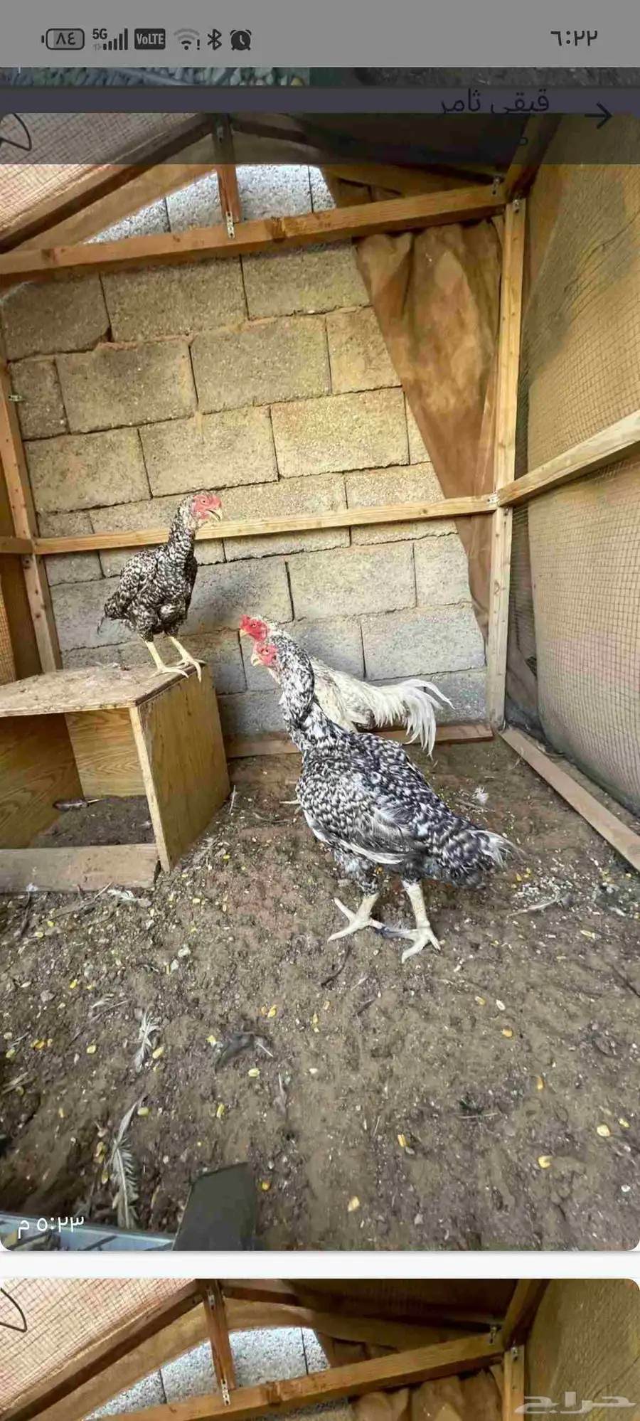 طقم دجاج فارسي ديك ودجاجتين 0