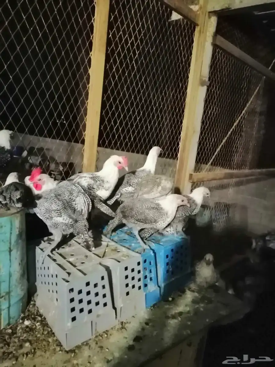 بط دجاج حمام للبيع 0
