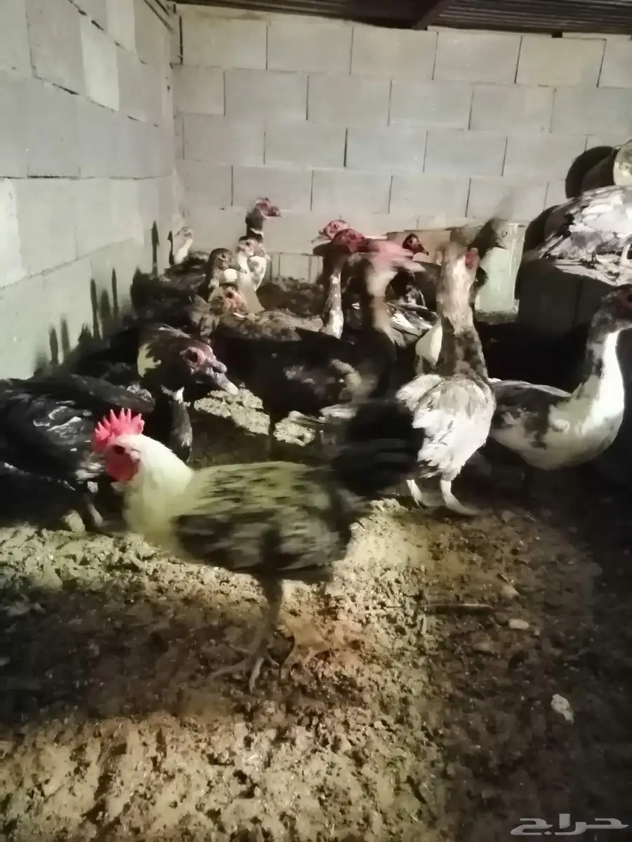 بط دجاج حمام للبيع 6