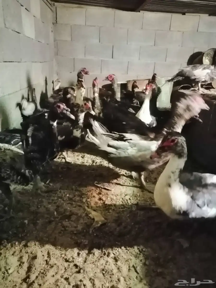 بط دجاج حمام للبيع 3