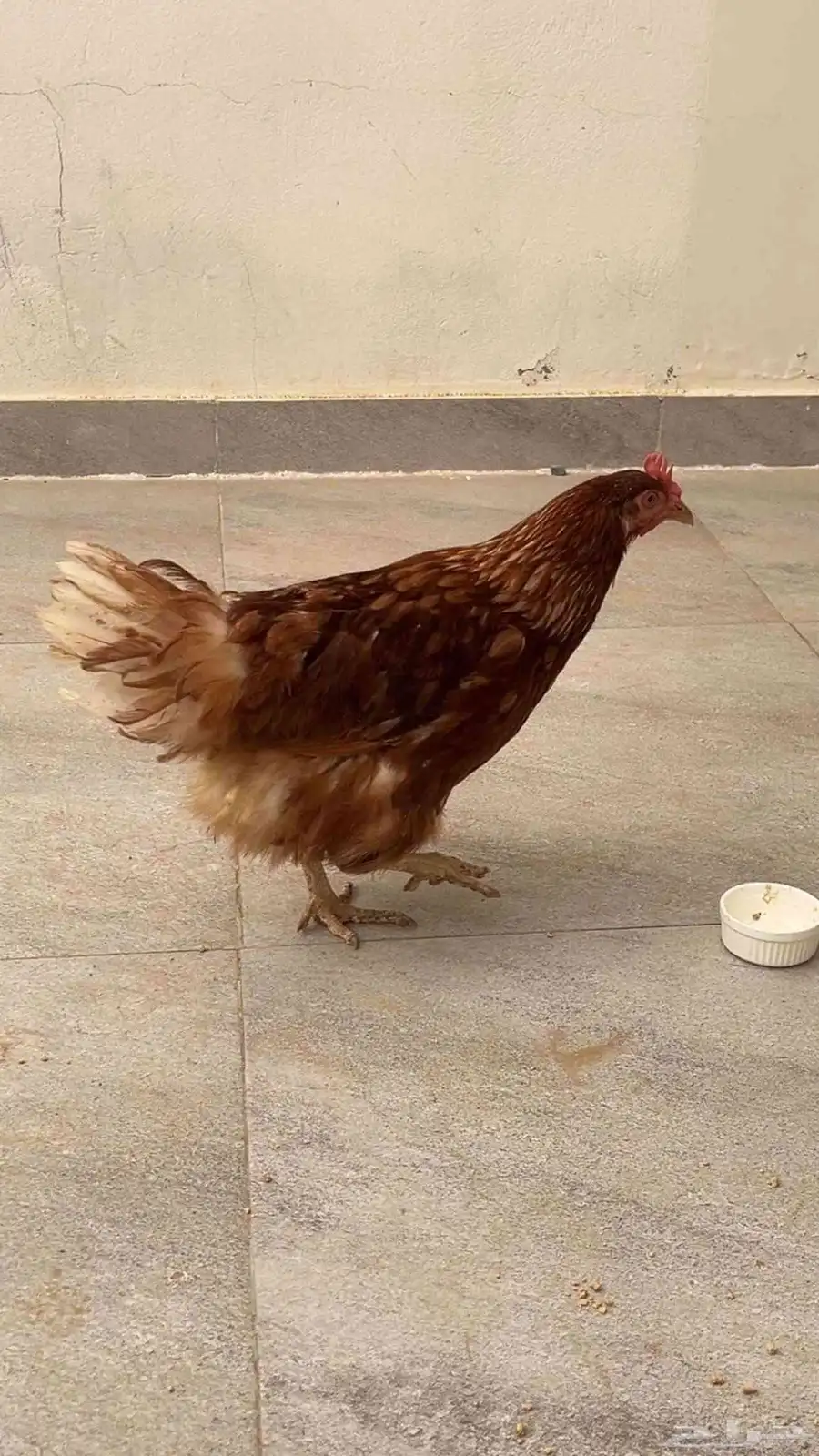 دجاج لوهمان براون بيور جيل اول صافي 0