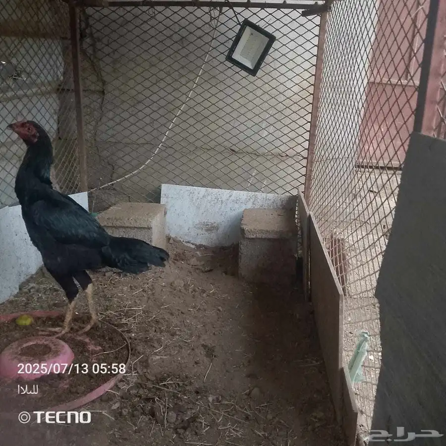 دجاجه شامو وا دجاجه فارسي على السوم 4