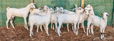 جفار بيشيه مراح واحد مشروطة تم الببع 4
