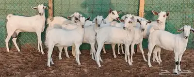 جفار بيشيه مراح واحد مشروطة تم الببع 0