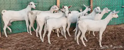 جفار بيشيه مراح واحد مشروطة تم الببع 10