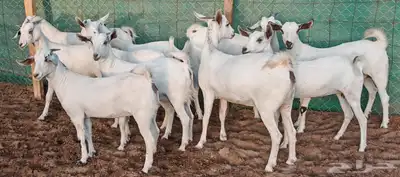 جفار بيشيه مراح واحد مشروطة تم الببع 15