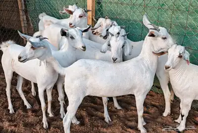 جفار بيشيه مراح واحد مشروطة تم الببع 12