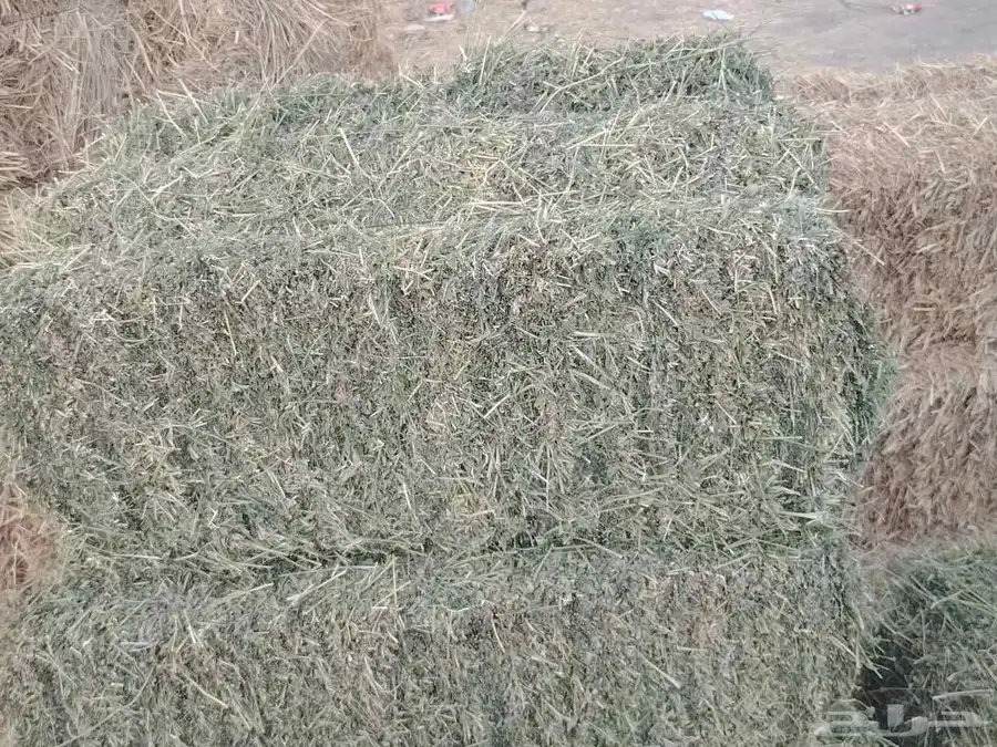 برسيم مخلوط عود رجله بسيط جدآ وزن 18 شد 85 2