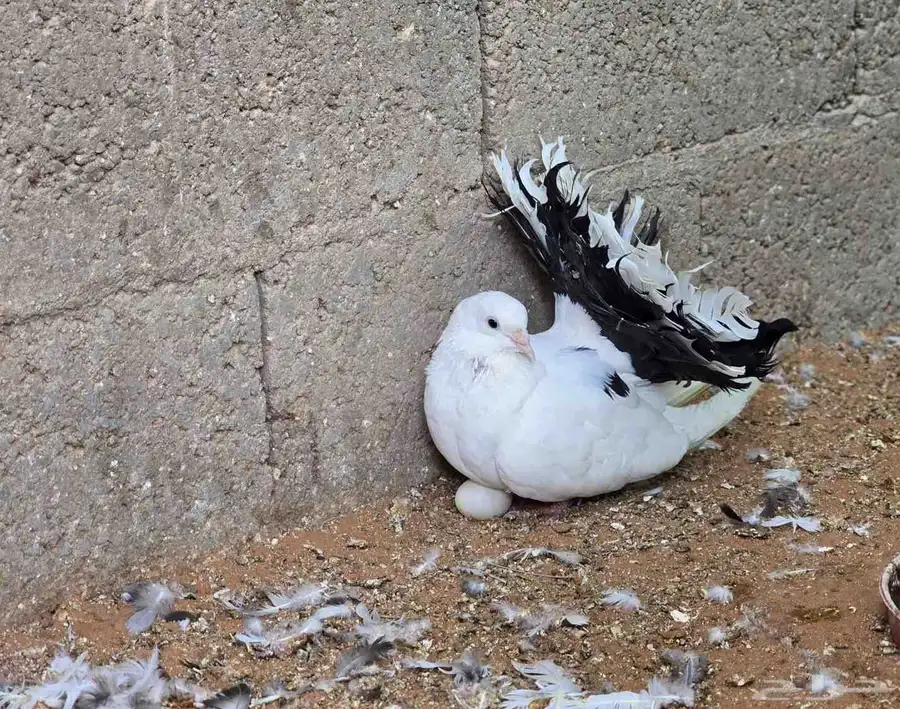 للبيع حمام منتج مشكل 5
