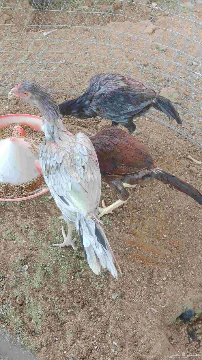 سلام عليكم ورحمه الله وبركاته 3 دجاج سندي عمر تقريبا شهر 1