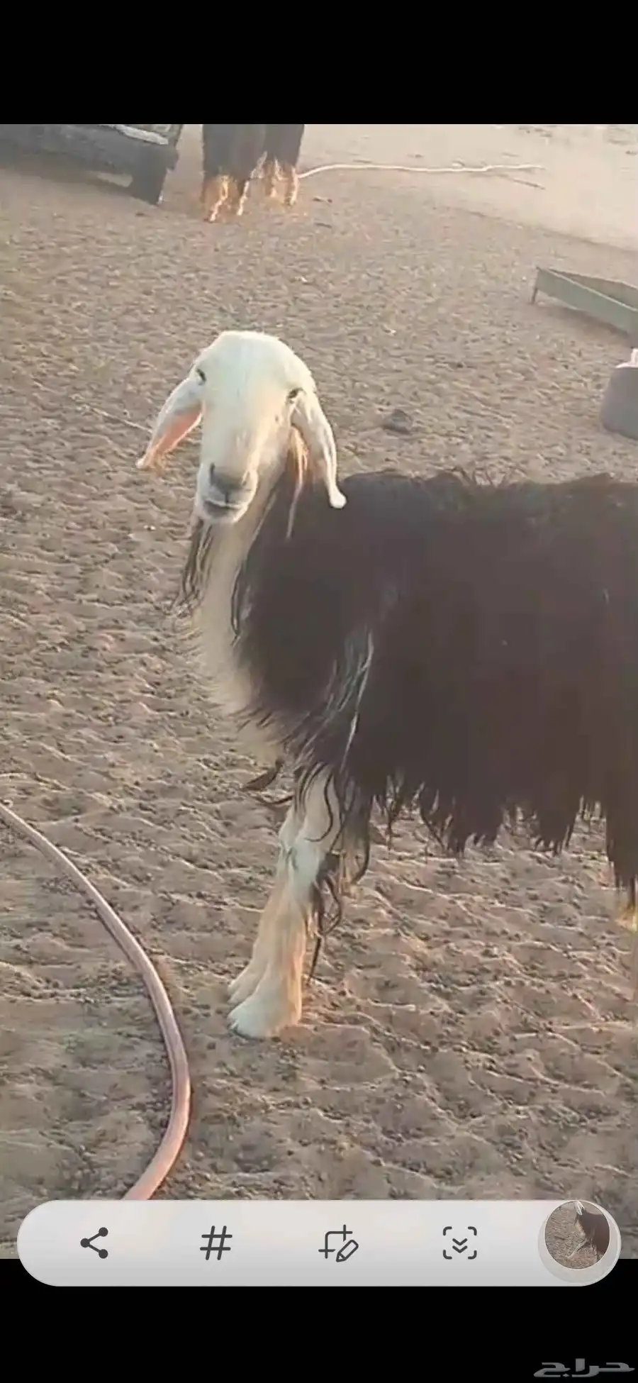 غنم نجد 3