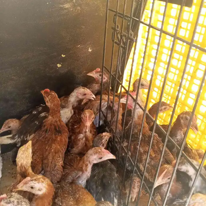 صيصان بلدي العمر شهرين و 3ايام 1