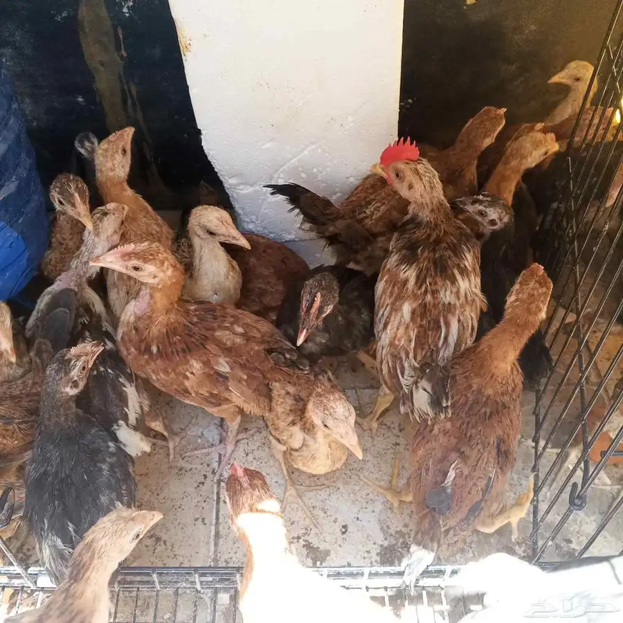 صيصان بلدي العمر شهرين و 3ايام 4