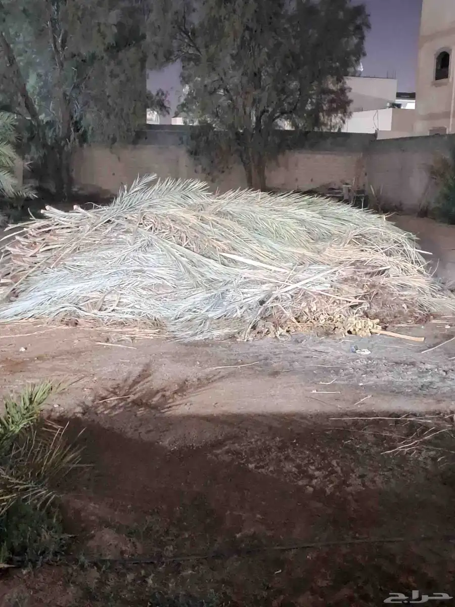 سعف جريد نخل للبيع محافظه القريات 1