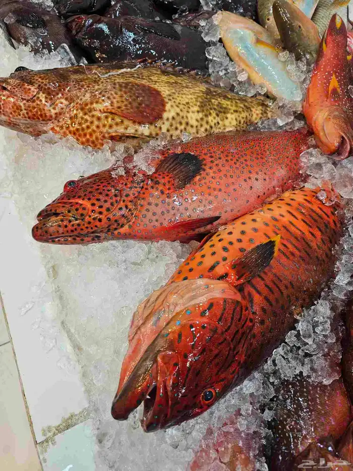 ناجل طازج يومي 8