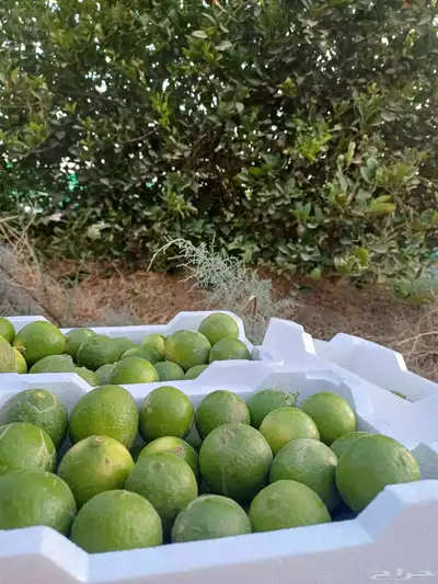 ليمون طازج من المزرعه ينبع النخل 0
