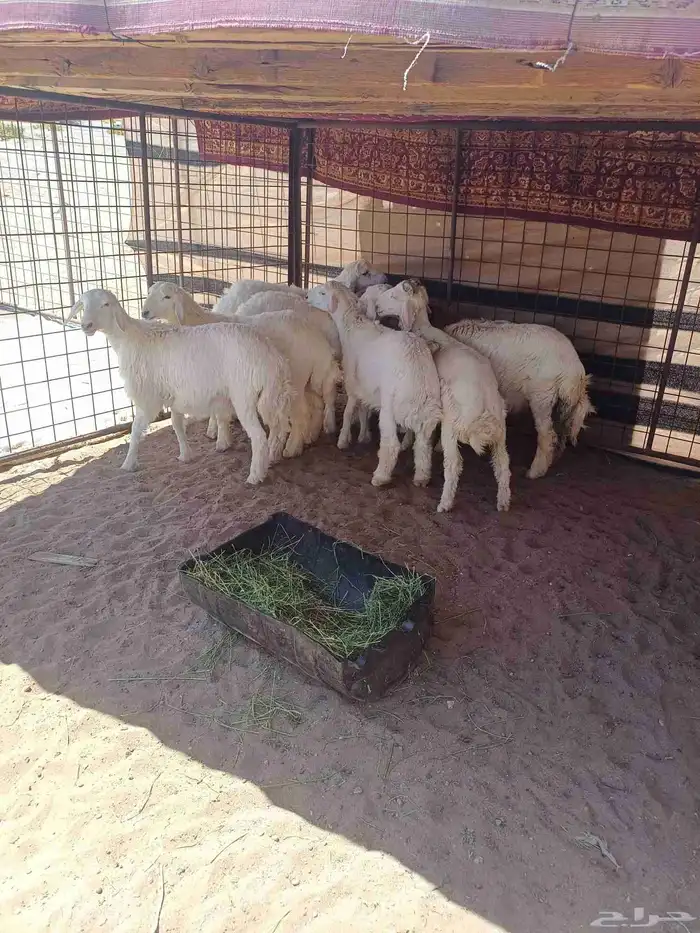 طليان للبيع 2