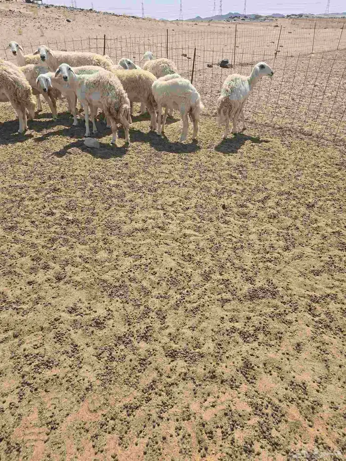 غنم حريات رخال 5