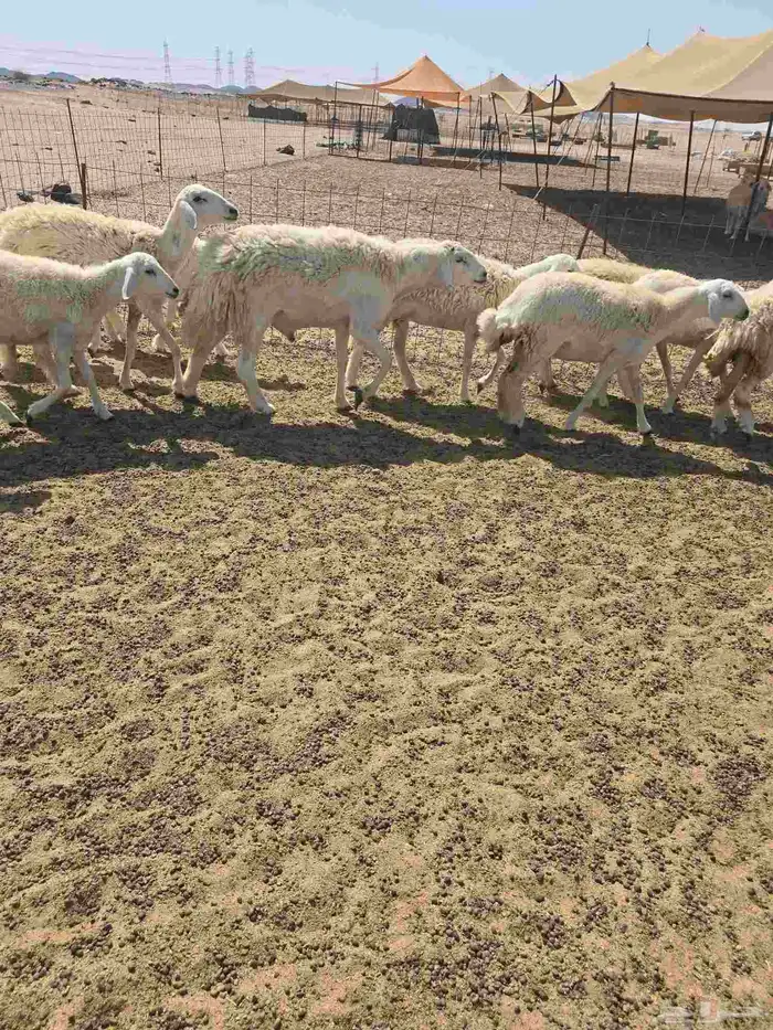 غنم حريات رخال 2