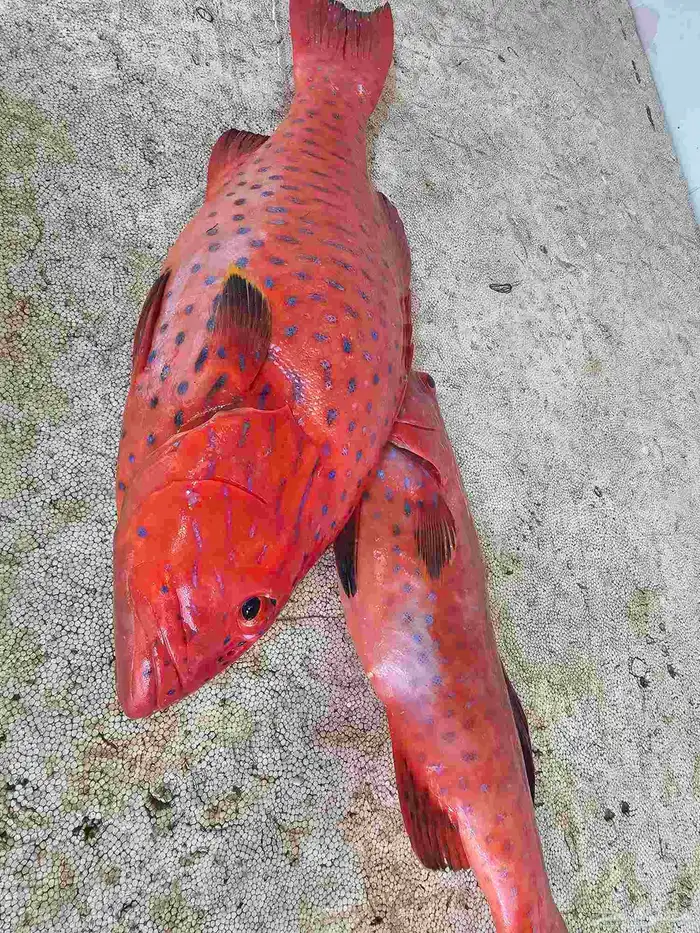 ناجل طازج يومي 4