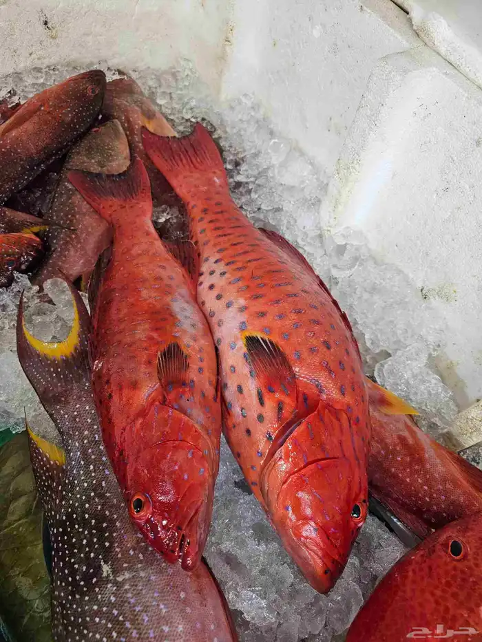 ناجل طازج يومي 3