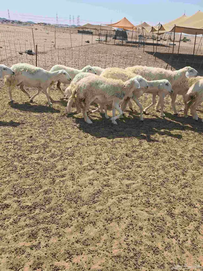 غنم حريات رخال 3