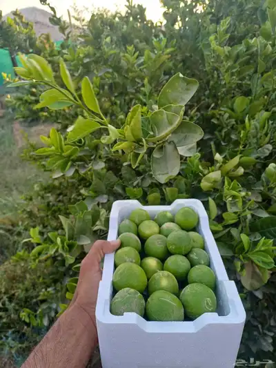ليمون طازج من المزرعه ينبع النخل 1