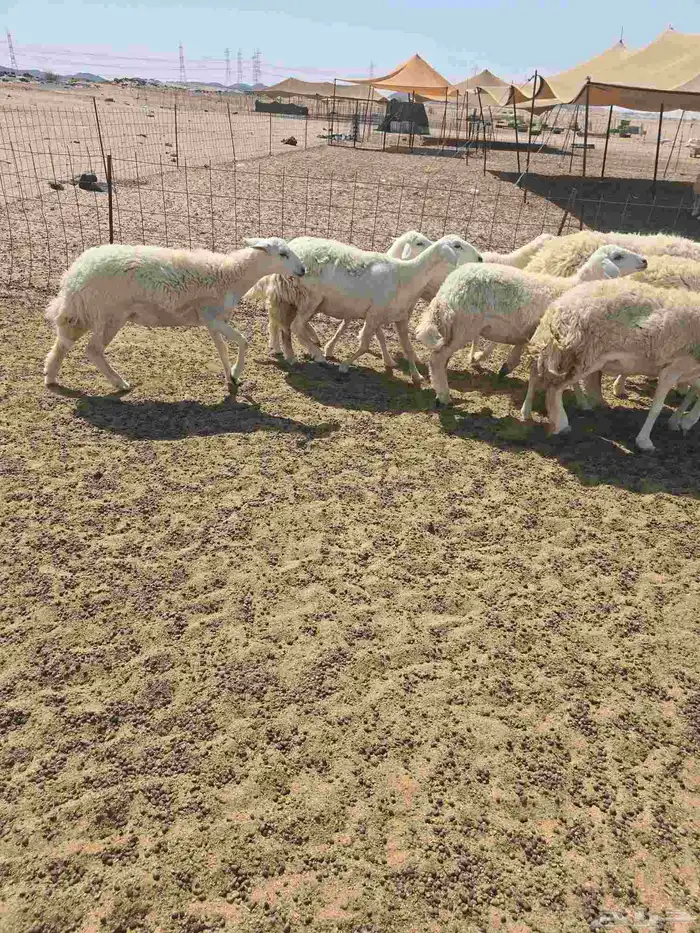 غنم حريات رخال 4