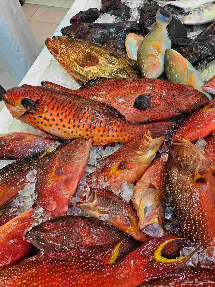 ناجل طازج يومي 6