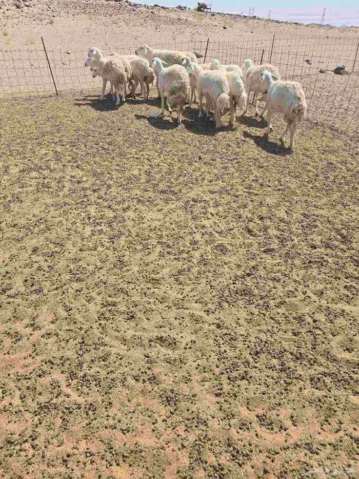 غنم حريات رخال 9