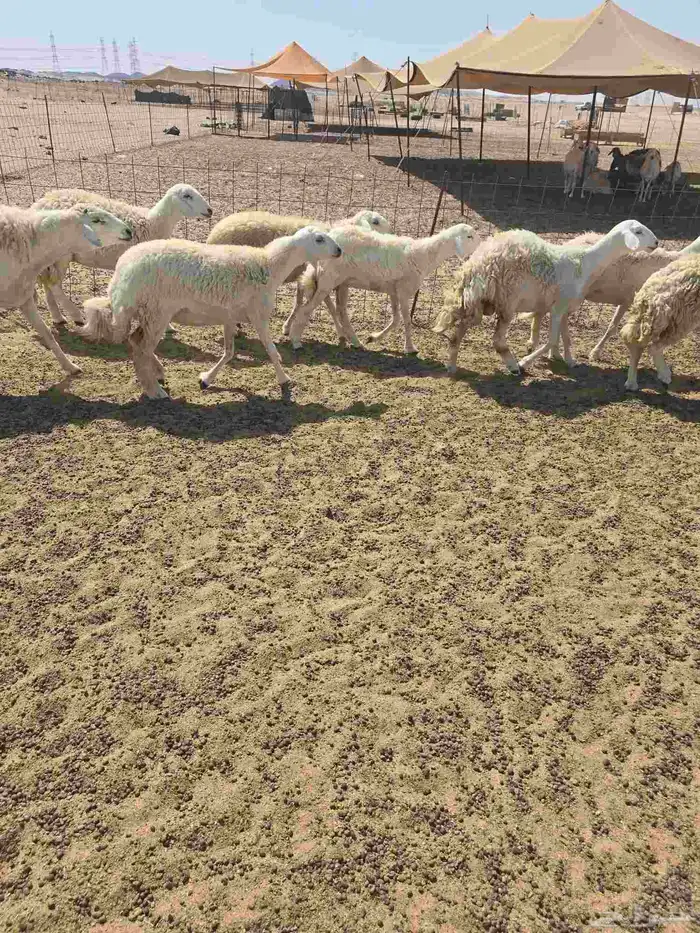 غنم حريات رخال 7