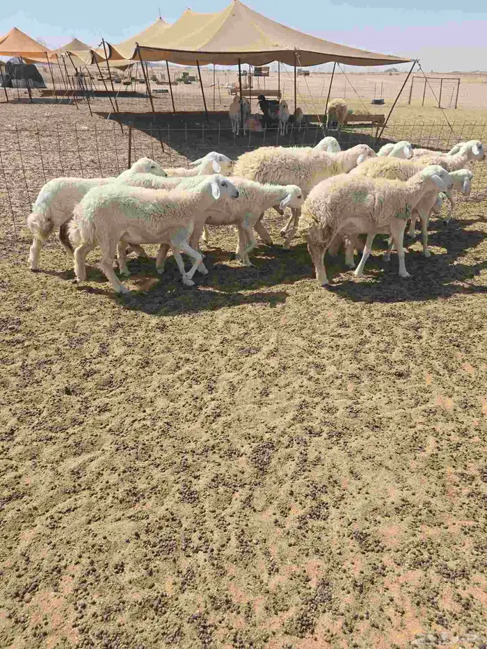 غنم حريات رخال 0