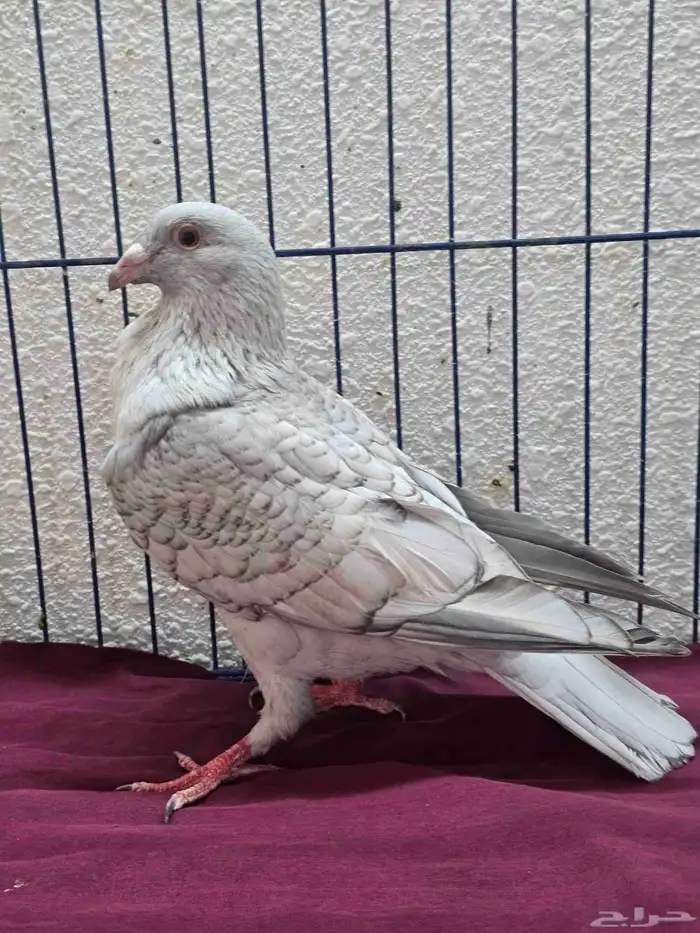جوز زاجل فاخر من الاخر بلاك رديوس 3