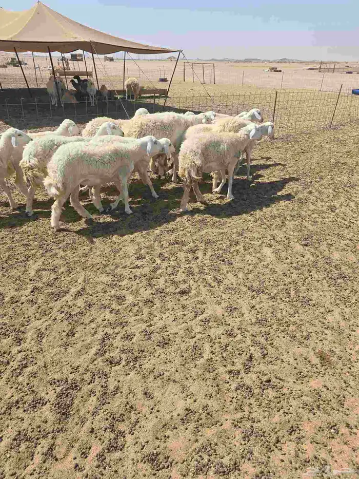 غنم حريات رخال 1