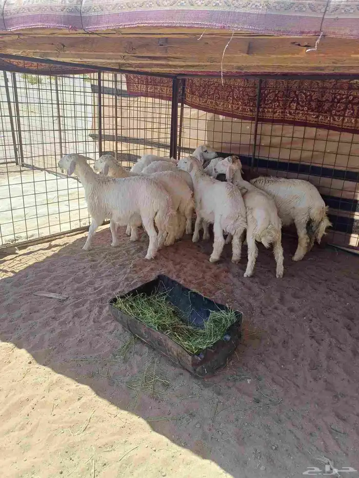 طليان للبيع 1