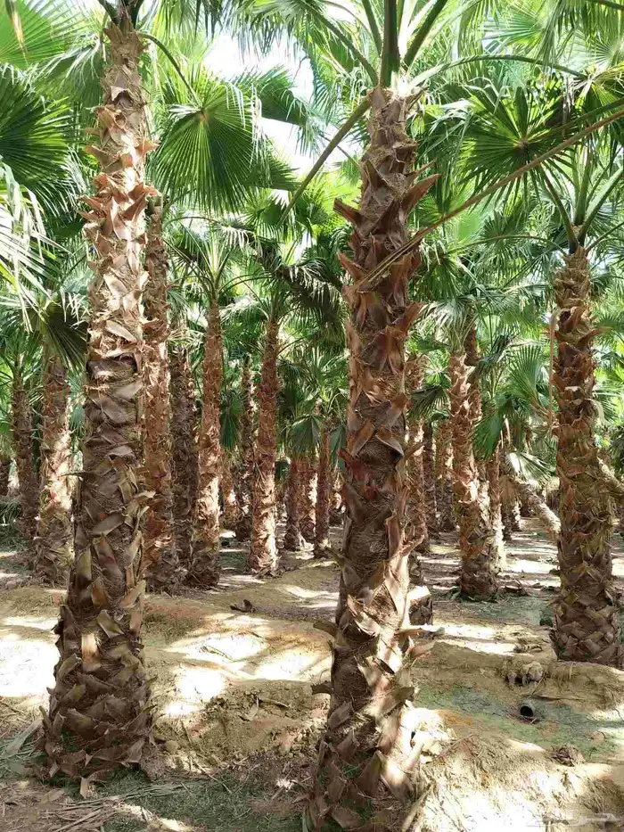 نخل واشنطن نخيل 0