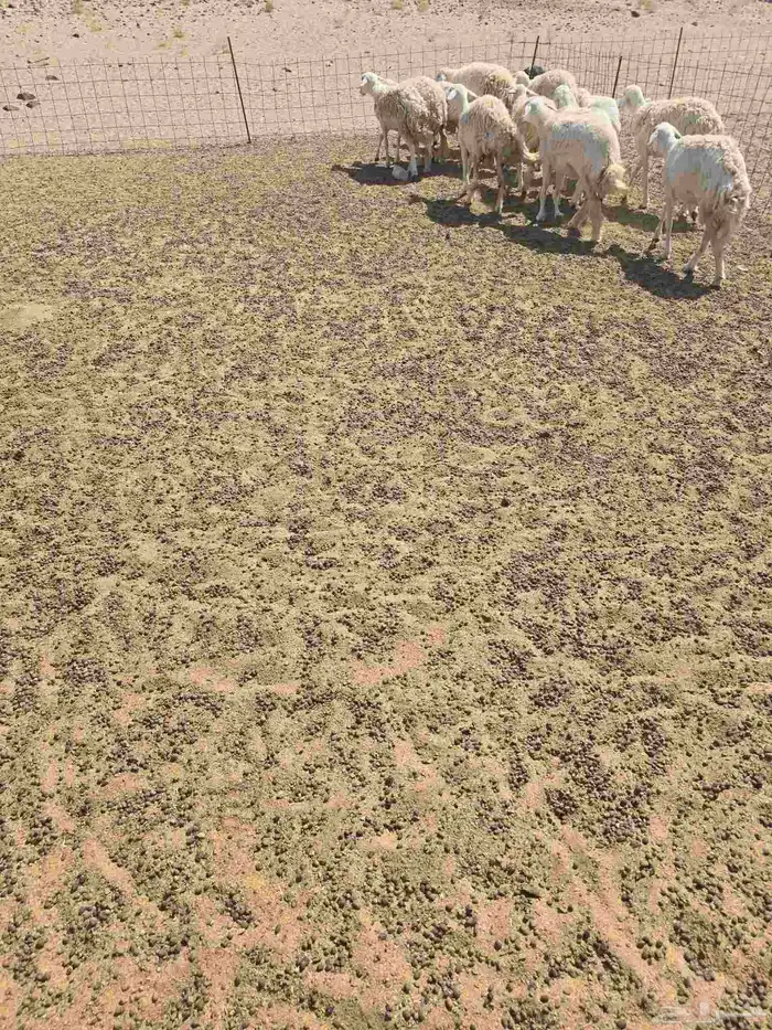 غنم حريات رخال 8