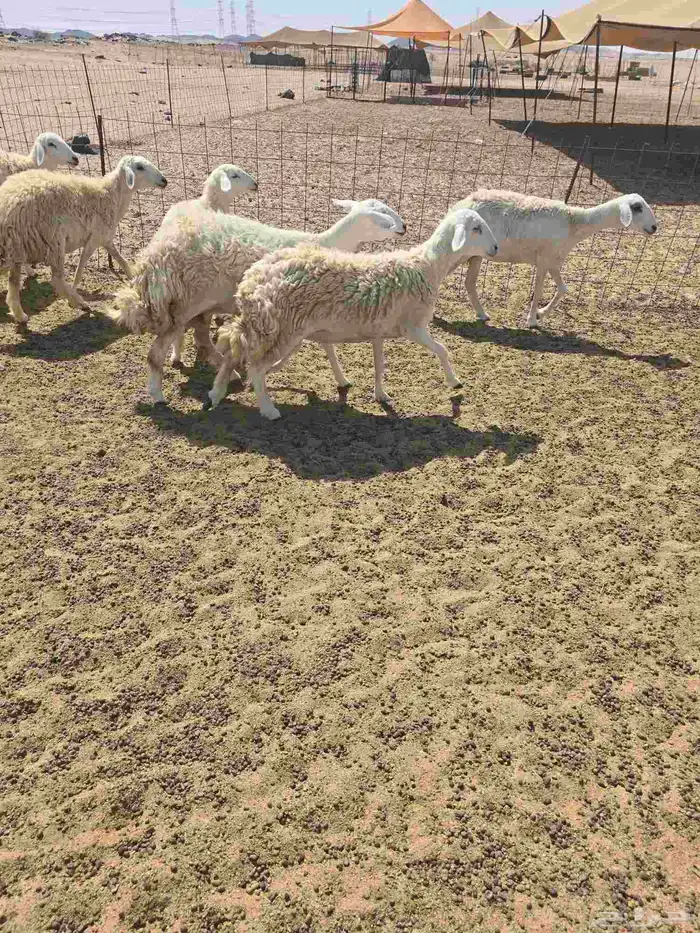 غنم حريات رخال 6