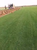 ثيل ياباني 5