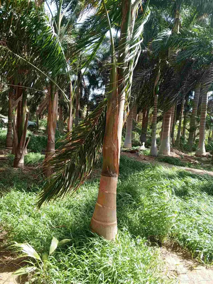 يوجد لدينا نخل للبيع عربي واشنطني وملوكي جميع المقاسات متوفر 7