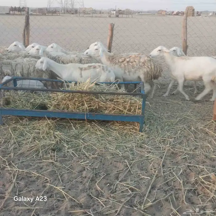 أعرض لكم غنم حريات خلفات وجنب طيبه حرش 4