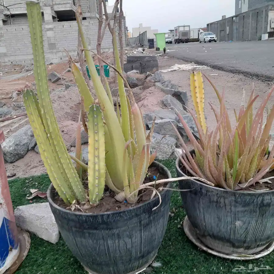أقفاص نظيفه وزوج زيبرا للبيع 1