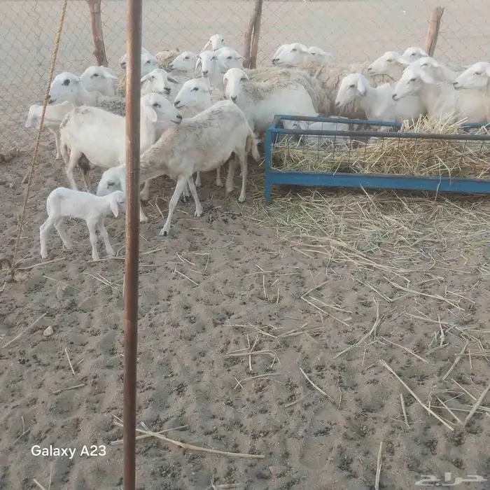 أعرض لكم غنم حريات خلفات وجنب طيبه حرش 9